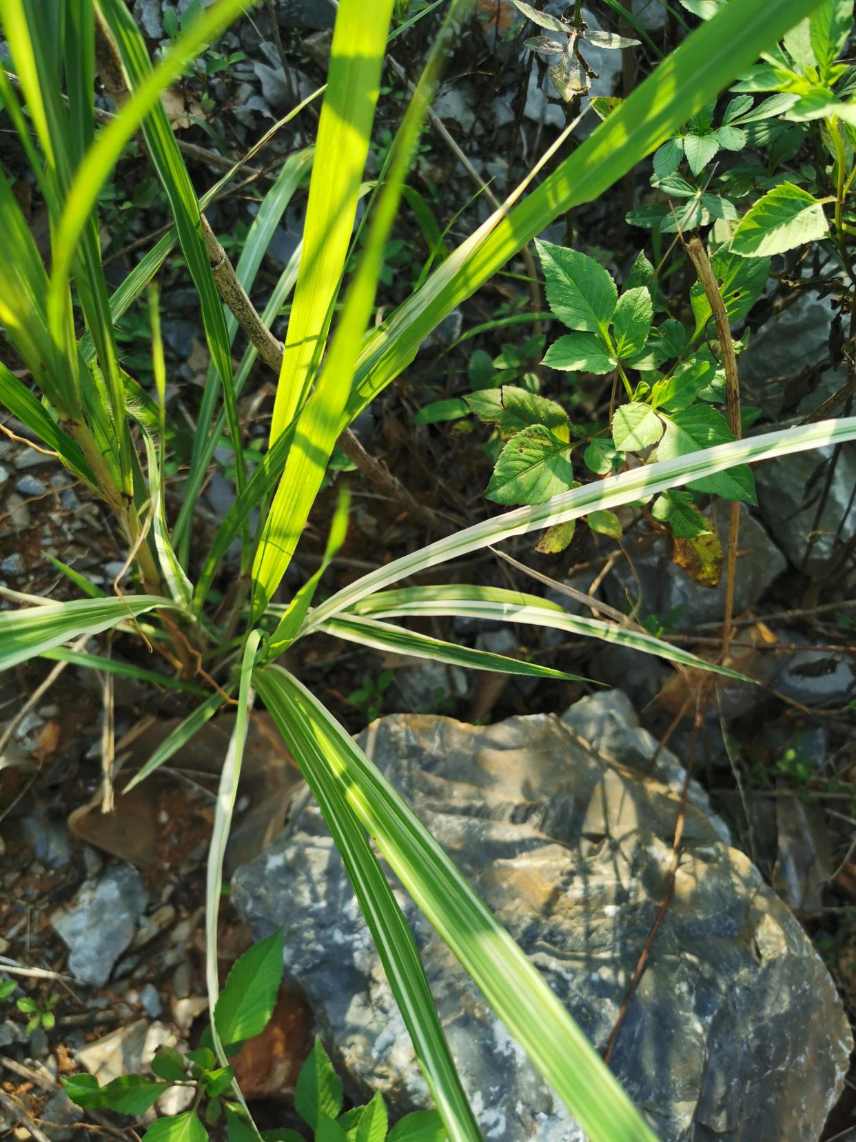 小草吧最新地址,关于小草吧最新地址的文章